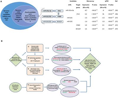 MicroRNA-Mediated Regulation of ITGB3 and CHL1 Is Implicated in SSRI Action